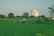 annadata sukhibhava scheme status